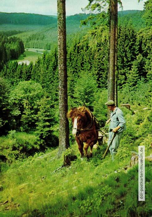 Planerfüllung auch beim VEB Forstbetriebe im Thüringer Wald - 1968