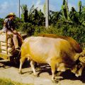 Eine Carrete, typisches kubanisches Fahrzeug in der Landwirtschaft - 1987ta