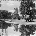 Tierpark Berlin, Blick zur Bison-Prärie - 1958
