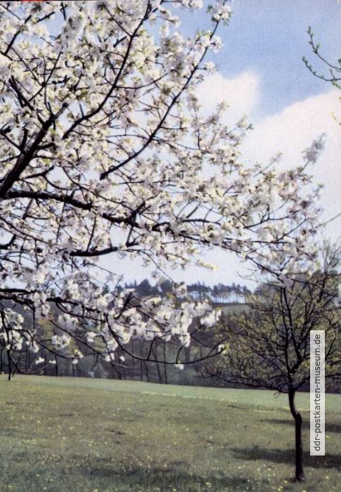 Rückseite: Frohe Pfingsttage - 1961