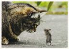 Katze und Maus im Zwiegespräch - "Freunde ?" - 2010