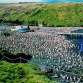 Ansichtskarte mit Pinguin-Kolonie auf Crozet-Insel (Kerguelen) im Indischen Ozean - Auflage: nur 250 Stück !
