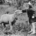 Schaf und Kind treffen sich zu Pfingsten - 1964