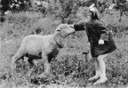 Schaf und Kind treffen sich zu Pfingsten - 1964
