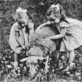 Kinder mit Hammel - 1964