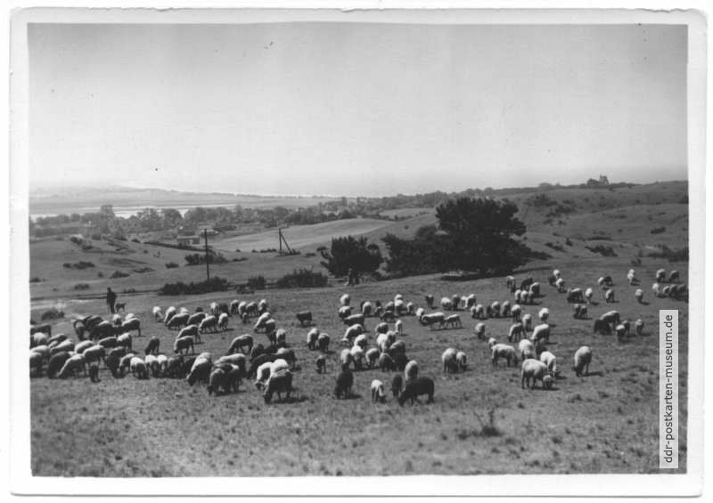Landschaft bei Kloster - 1954