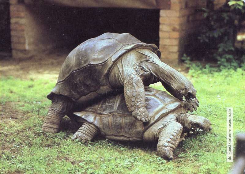 Schildkröten-Sex im Dresdener Zoo, Paarung alle zwei Jahre - 1988