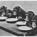 Schimpansen im Dresdener Zoo beim Mittagessen