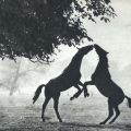 Auch Pferde küssen sich... - 1967