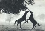 Auch Pferde küssen sich... - 1967