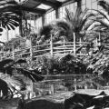 Palmengewächse in der Tropenhalle des Tierpark Berlin - 1971
