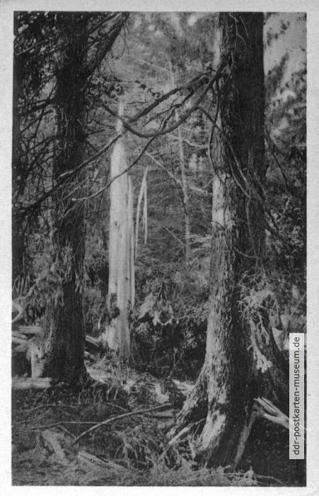 Vom Blitz gefällter Baum im Naturschutzgebiet bei Prerow - 1956