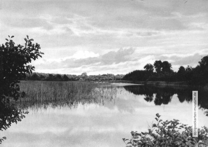 Naturschutzgebiet Darß, Prerow-Strom - 1963