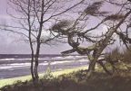 Darßer Strand bei Ahrenshoop (Fischland) - 1974