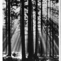 Sonnenaufgang im Erzgebirgswald - 1957