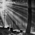 Sonnenstrahlen im Harzwalde - 1957