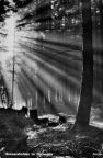 Sonnenstrahlen im Harzwalde - 1957