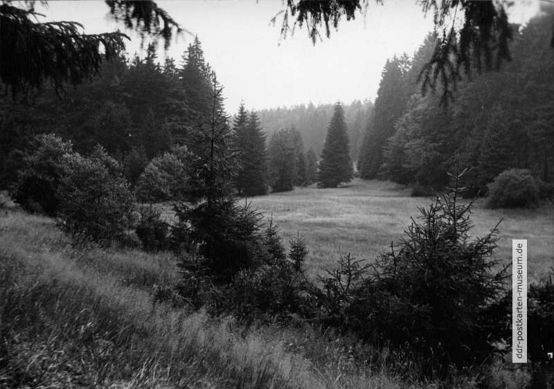 Harzwald beim Kurort Benneckenstein - 1963