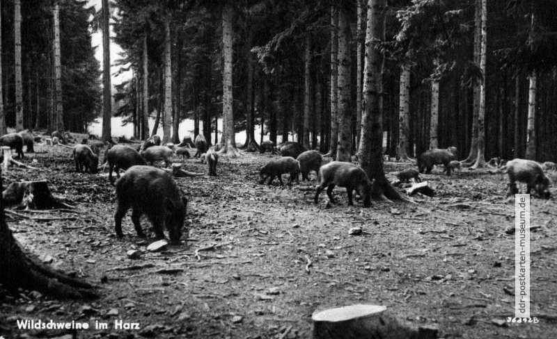 Wildschweine im Harz - 1958