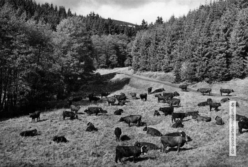 Kuhherde im Harzwald - 1971