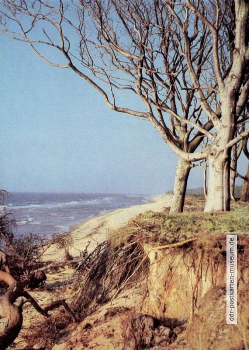 Strandbuchen an der Darßküste - 1981