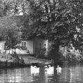 Gänse im Spreewalddorf - 1962