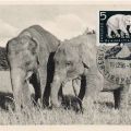 Maximumkarte mit Indischen Elefanten im neuen Tierpark Berlin - 1956