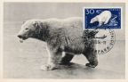 Maximumkarte mit Eisbär im neuen Tierpark Berlin - 1956
