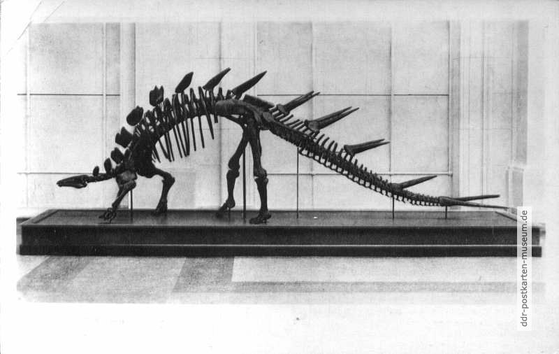 Stachelschwanzsaurier aus Ostafrika (Kentrurosaurus aethiopicus) - 1952
