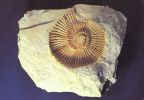 Ammonit "Beriasella pergrata" aus der Ober-Jurazeit - 1980 