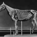 Deutsches Hygiene-Museum Dresden - Das "Gläserne Pferd", 1956-1962010