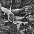 Saurierparkanlage mit Corythosaurus aus der Kreidezeit - 1983