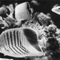 Korallenfische aus dem Roten Meer - 1978