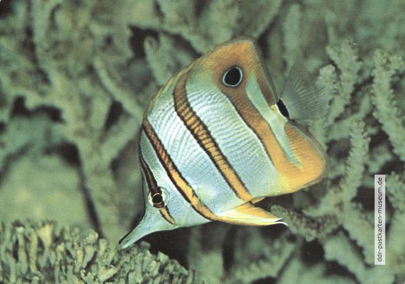 Gebänderter Pinzettfisch (Chelmon rostratus) - 1977