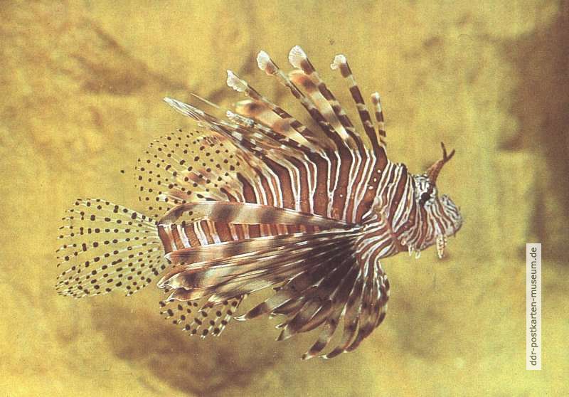 Rotfeuerfisch (Pterois volitans) - 1983