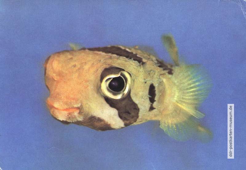 Igelfisch (Diodon holacanthus) - 1979