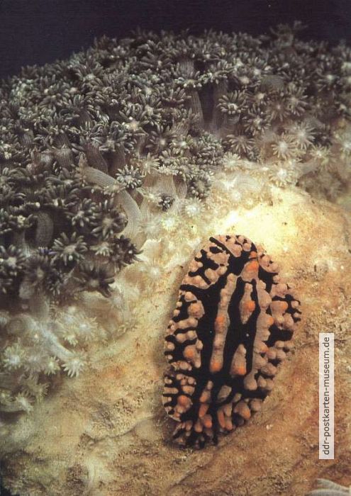 Meeresnacktschnecke (Phyllidia tuberculata) - 1984