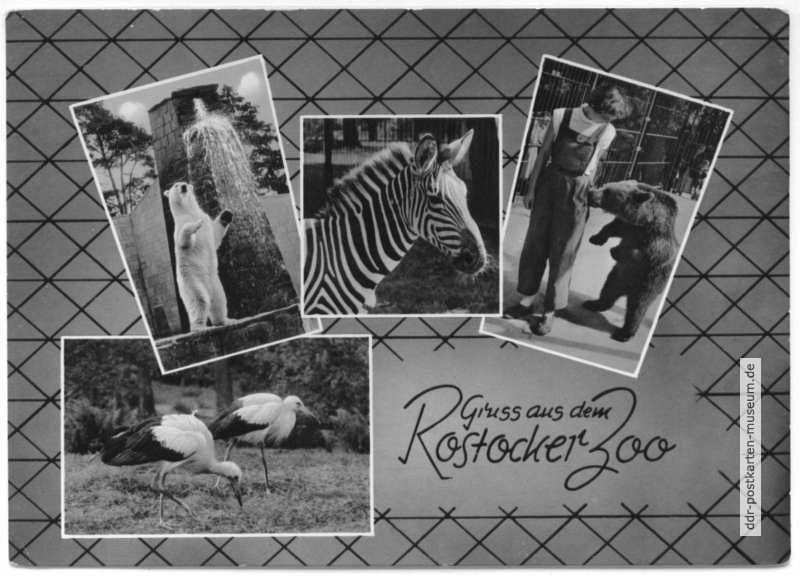 Gruß aus dem Rostocker Zoo - 1961