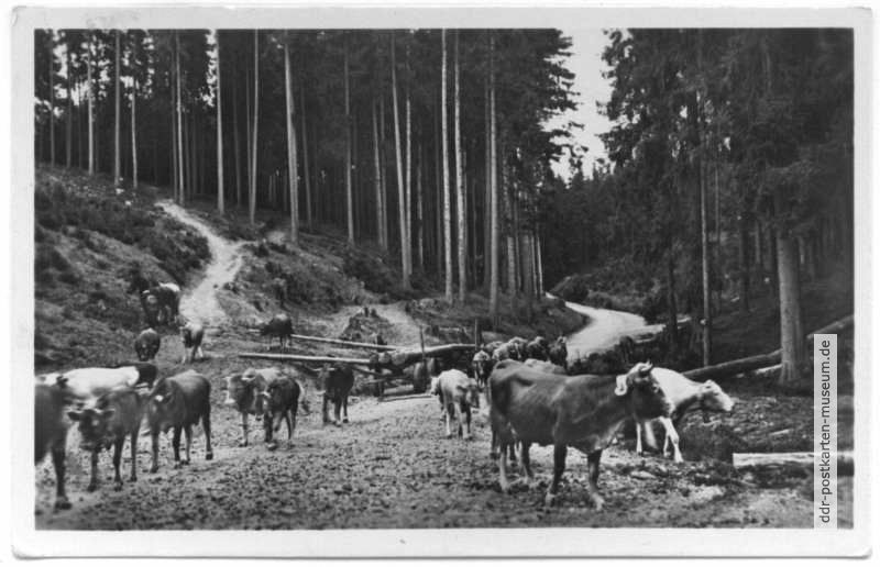 Kuhherde im Thüringer Wald bei Tambach-Dietharz - 1957