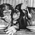 AZ-AffenSchimpanse