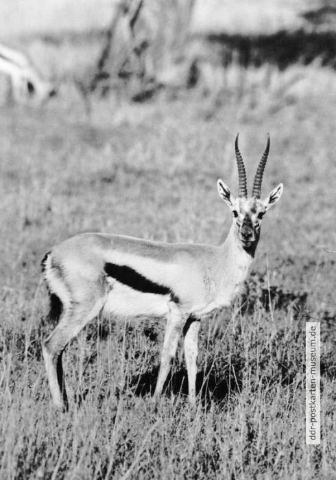 Gazelle (Thomson-Gazelle) - 1981