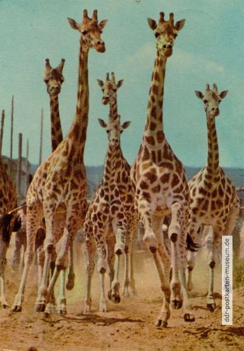 Giraffe - 1977