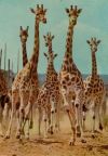 Giraffe - 1977