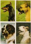 Hunde (Dobermann, Boxer, Bernhardiner und Foxterrier) - 1951 / 1965