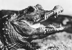 Krokodil - 1976