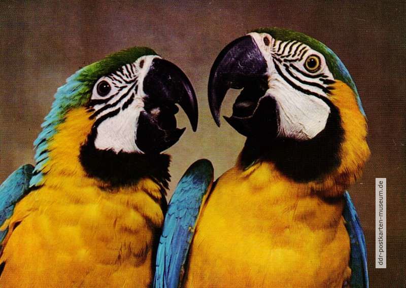 Papagei Ararauni - 1971