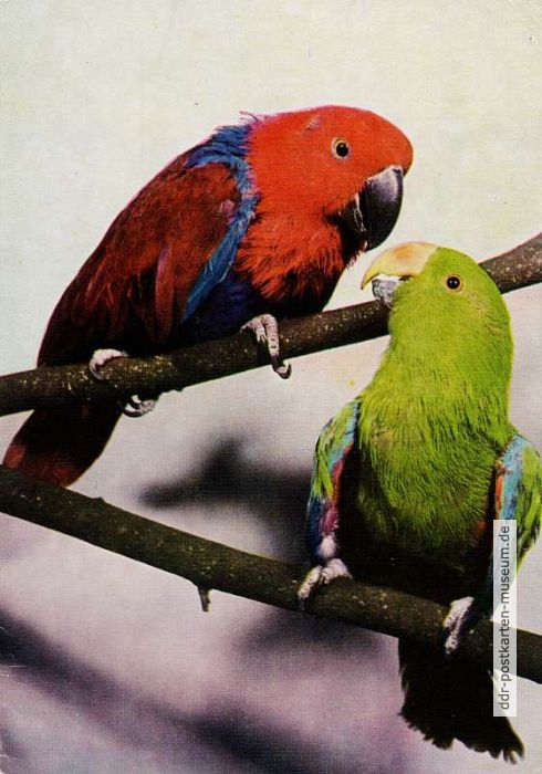 Papagei (Edelpapageien) - 1974