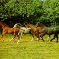 Pferde auf der Koppel - 1985
