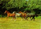 Pferde auf der Koppel - 1985
