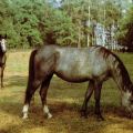 Grasende Pferde - 1985